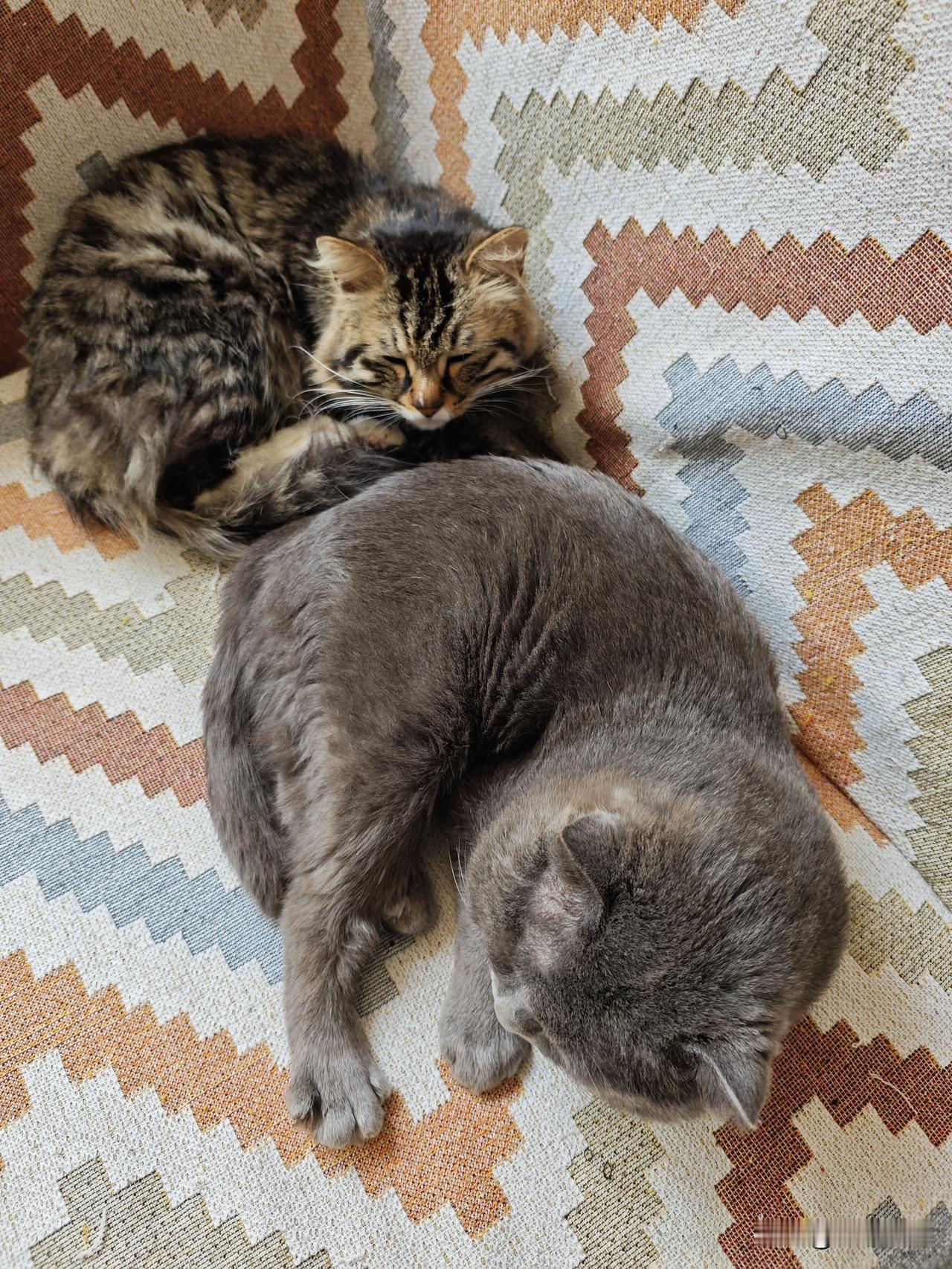 拍一张你家猫睡觉的样子