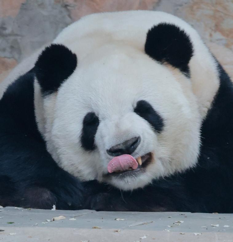 谁能拒绝熊猫萌兰这组疯狂向姨姨们招手的营业名场面啊！这只被称为 “西直门三太子”