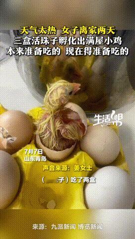 “真是神了！”山东青岛，女子离家两天后，3盘“活珠子”竟然孵出50多只小鸡，一开