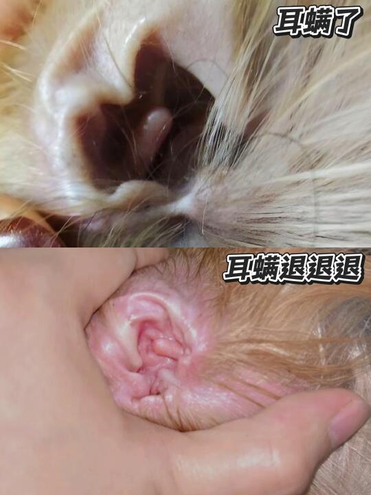 🐾｜我滴天爷啊！耳螨反复的就这么上岸了？！
