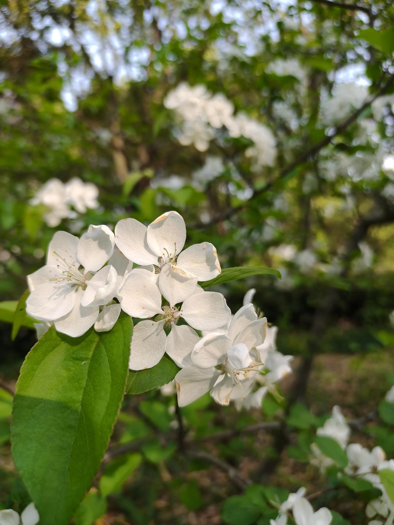 春于四月的缤纷五彩中渐行渐深，当风刚踮着脚拂过万花盛开，春就蘸着一季碧水，在天地