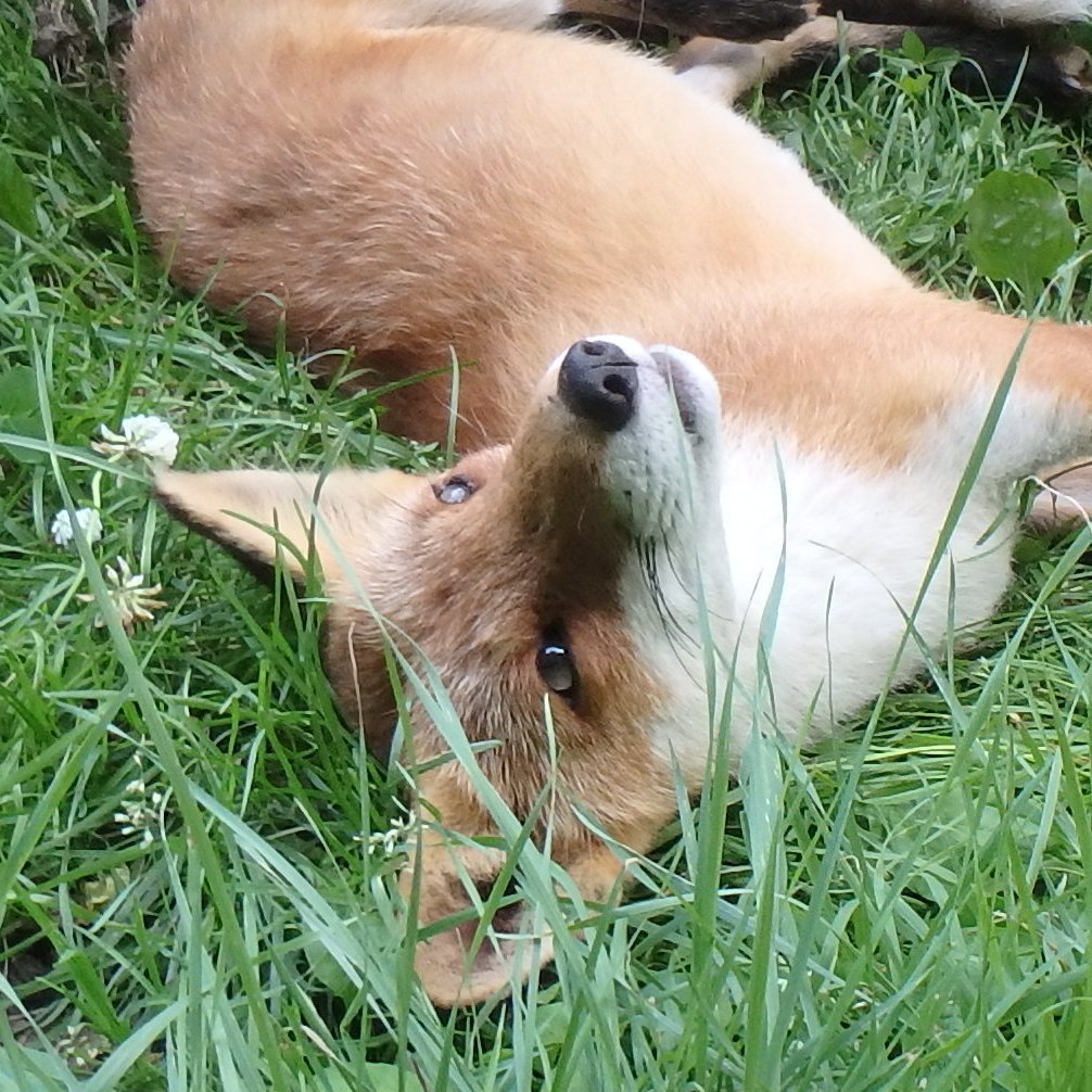 狐狸 狐狐你好舒适的卧姿©️mfmtbtmfm 