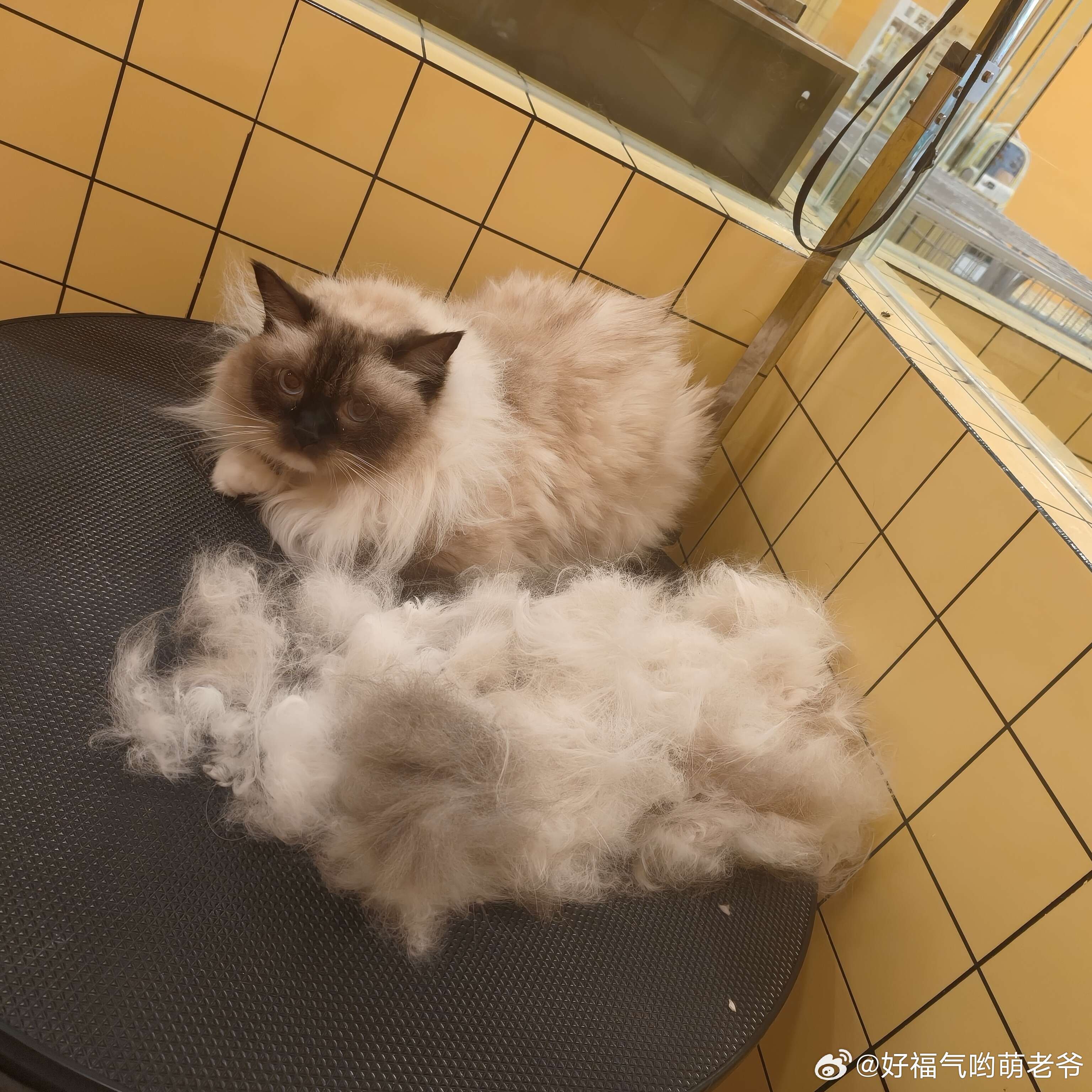修毛又修出来一只“猫”[允悲] ​​​