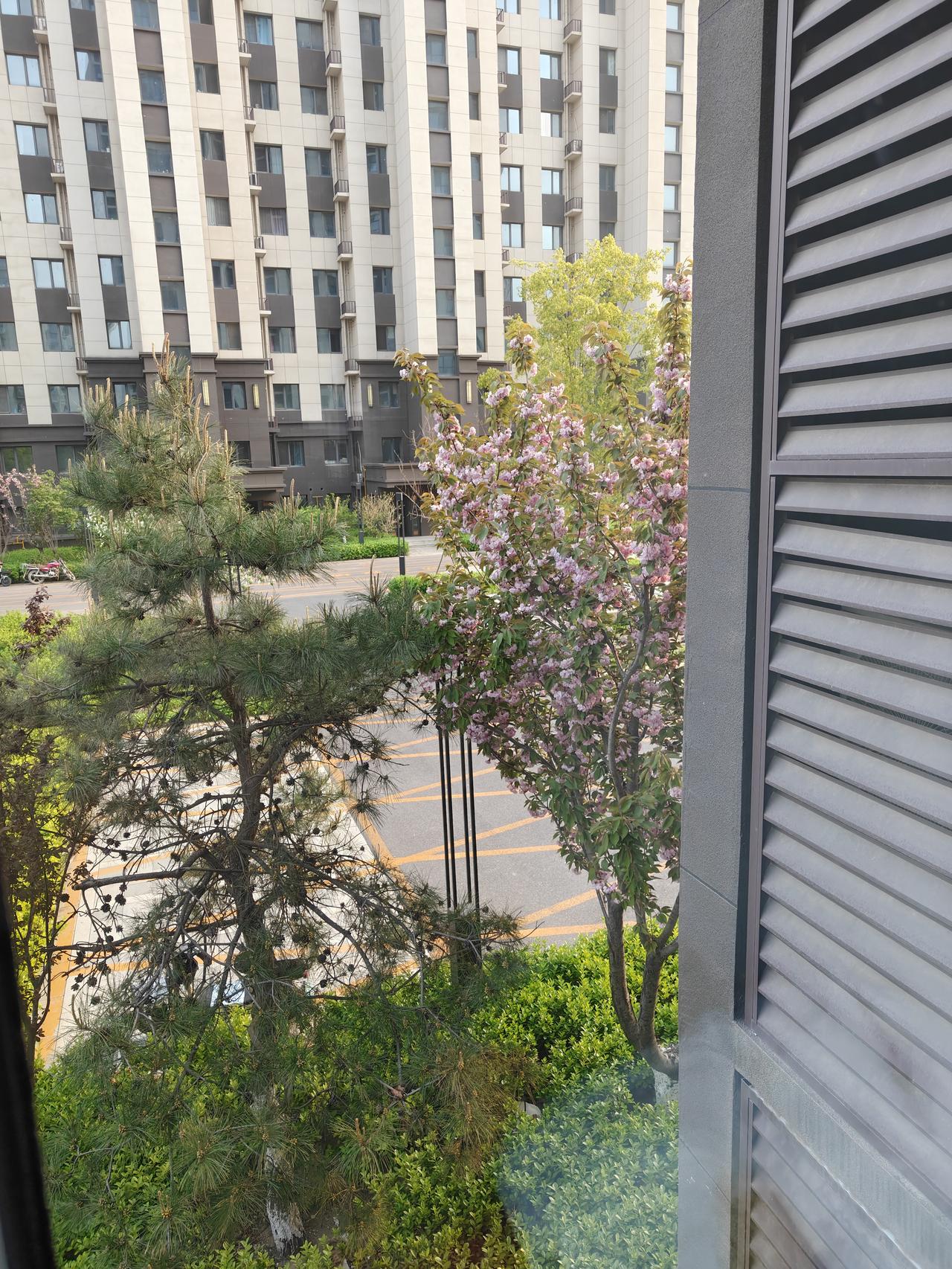 楼前的花开了，可是不到五一，气温变化无常，还得注意气温变化，不能感冒了，也得注意