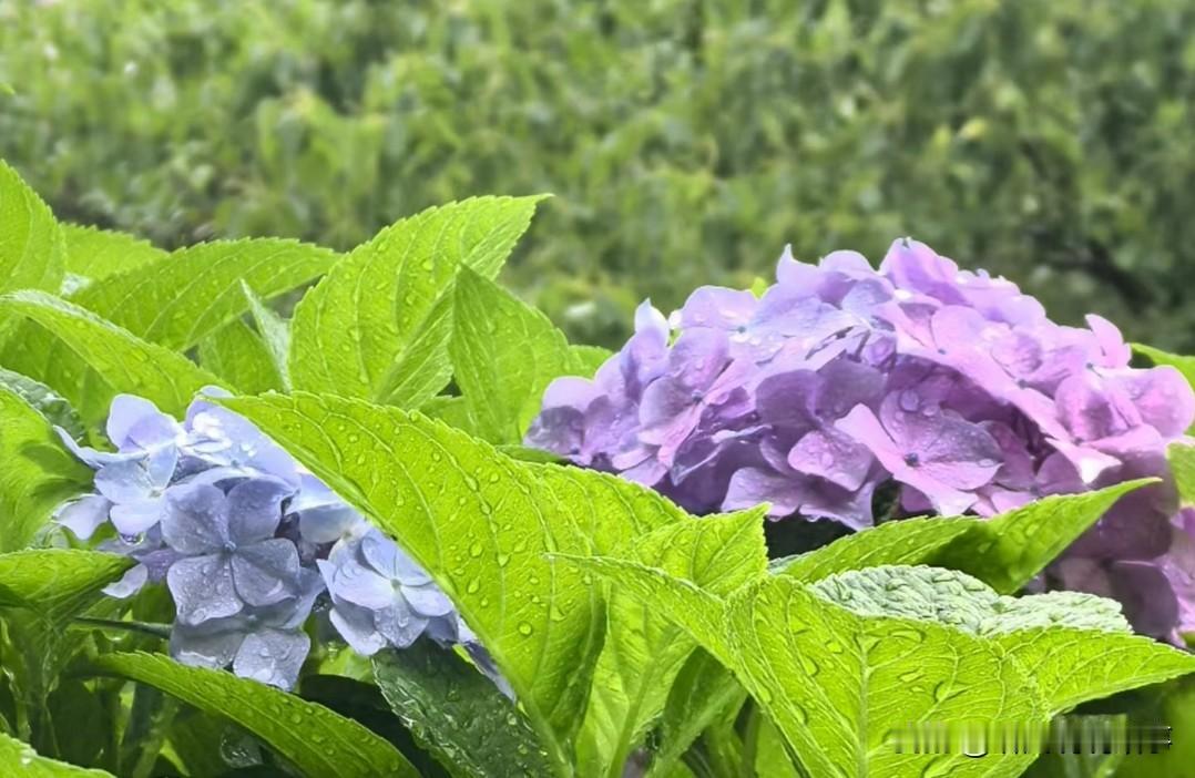 [锦鲤到来]车祸频频发生

天气好热啊，人的心也燥，都在赶路，似乎不愿意享受太阳
