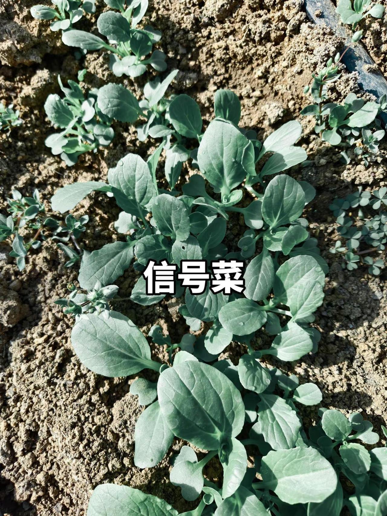 信号菜。窟窿眼是跳甲干的，呋虫胺