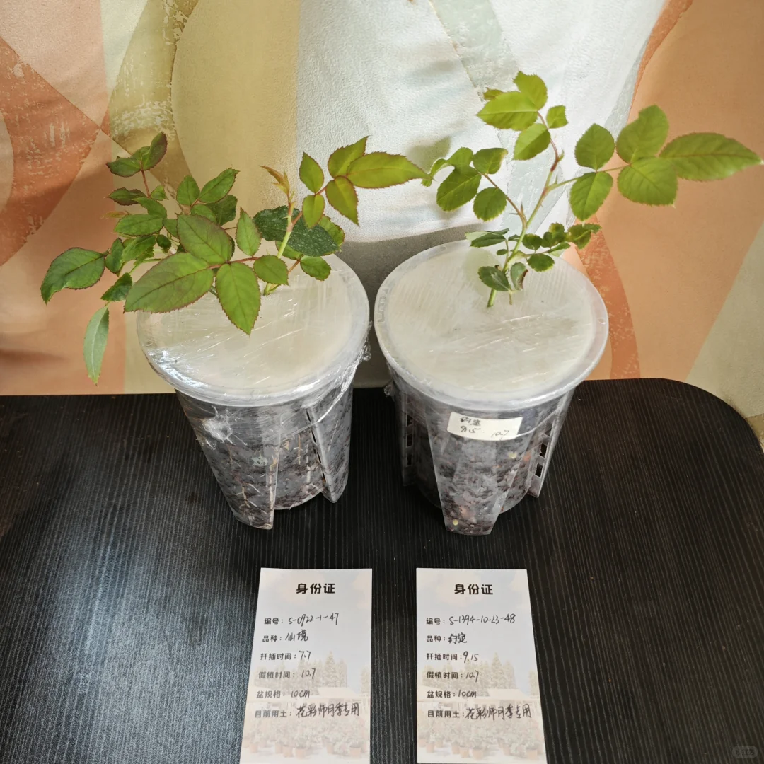 夏枝家出发的第一颗仙境和第一颗约定~