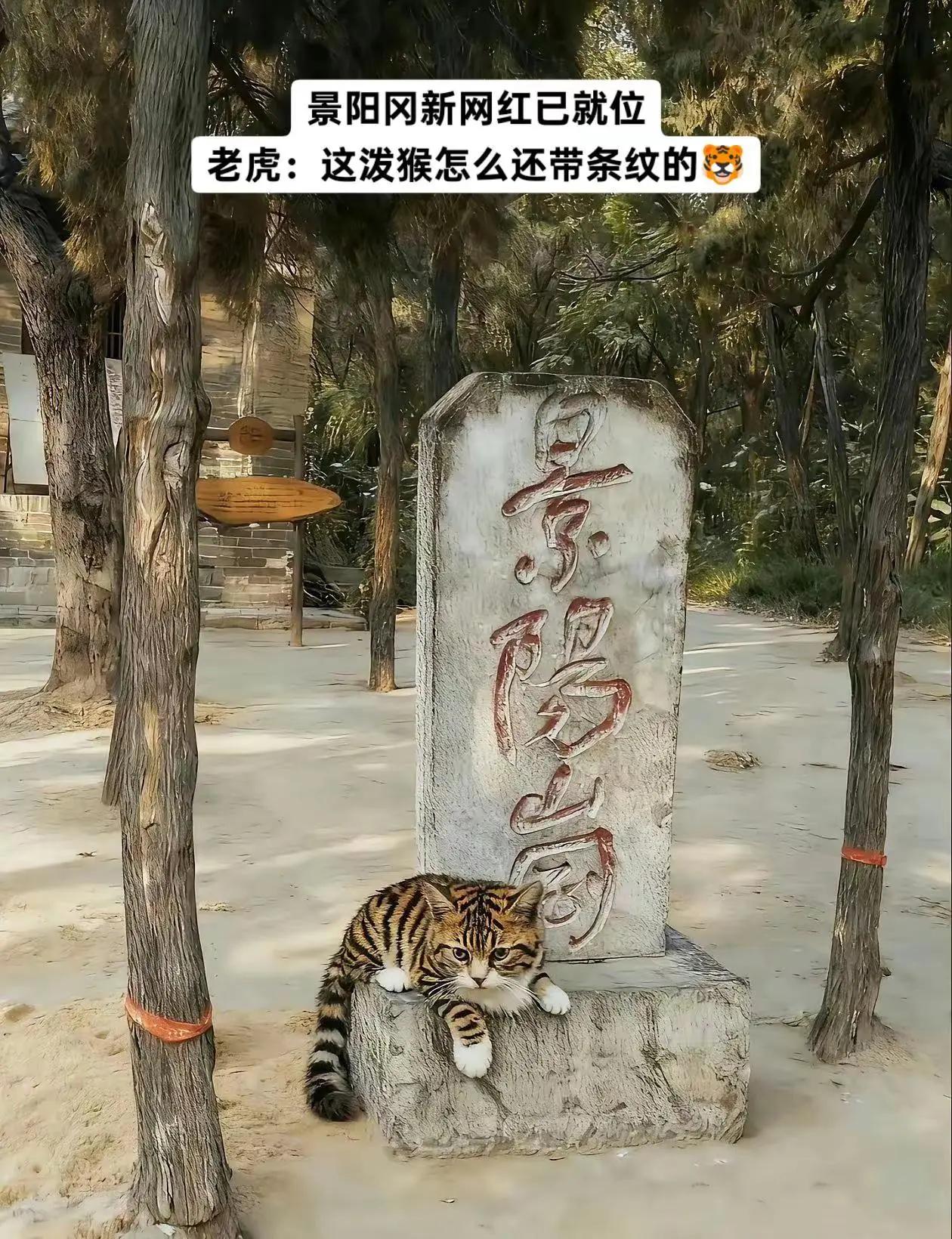 这老虎看着不像是本地的🐯👀