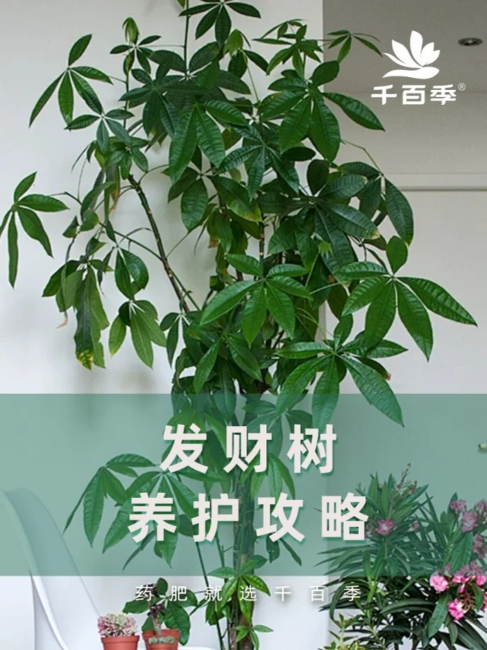 那些绿油油的发财树都是怎么养的？