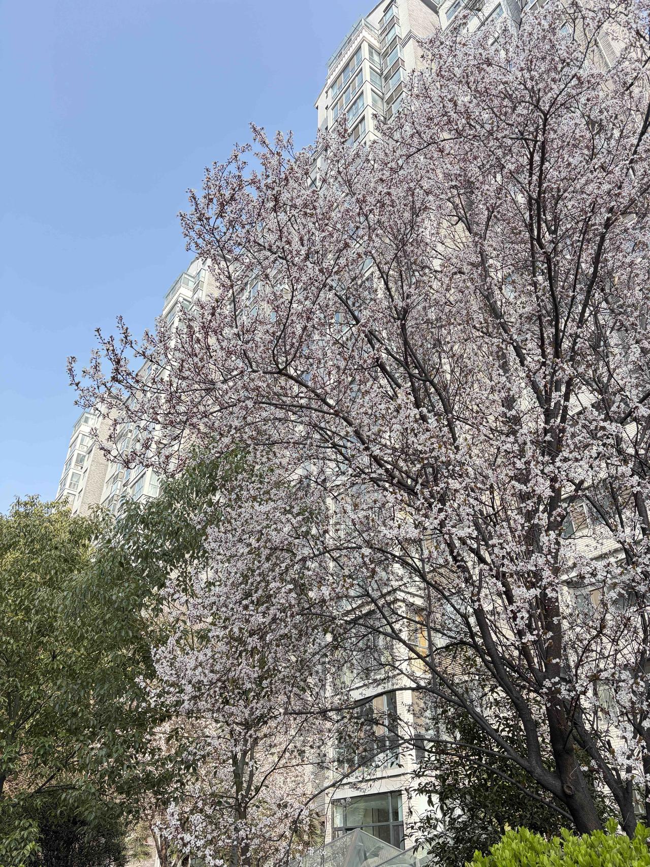 楼宇在一旁安静伫立，把春日的天空框成一幅画。没有喧嚣，没有拥挤，只有风穿过枝桠的