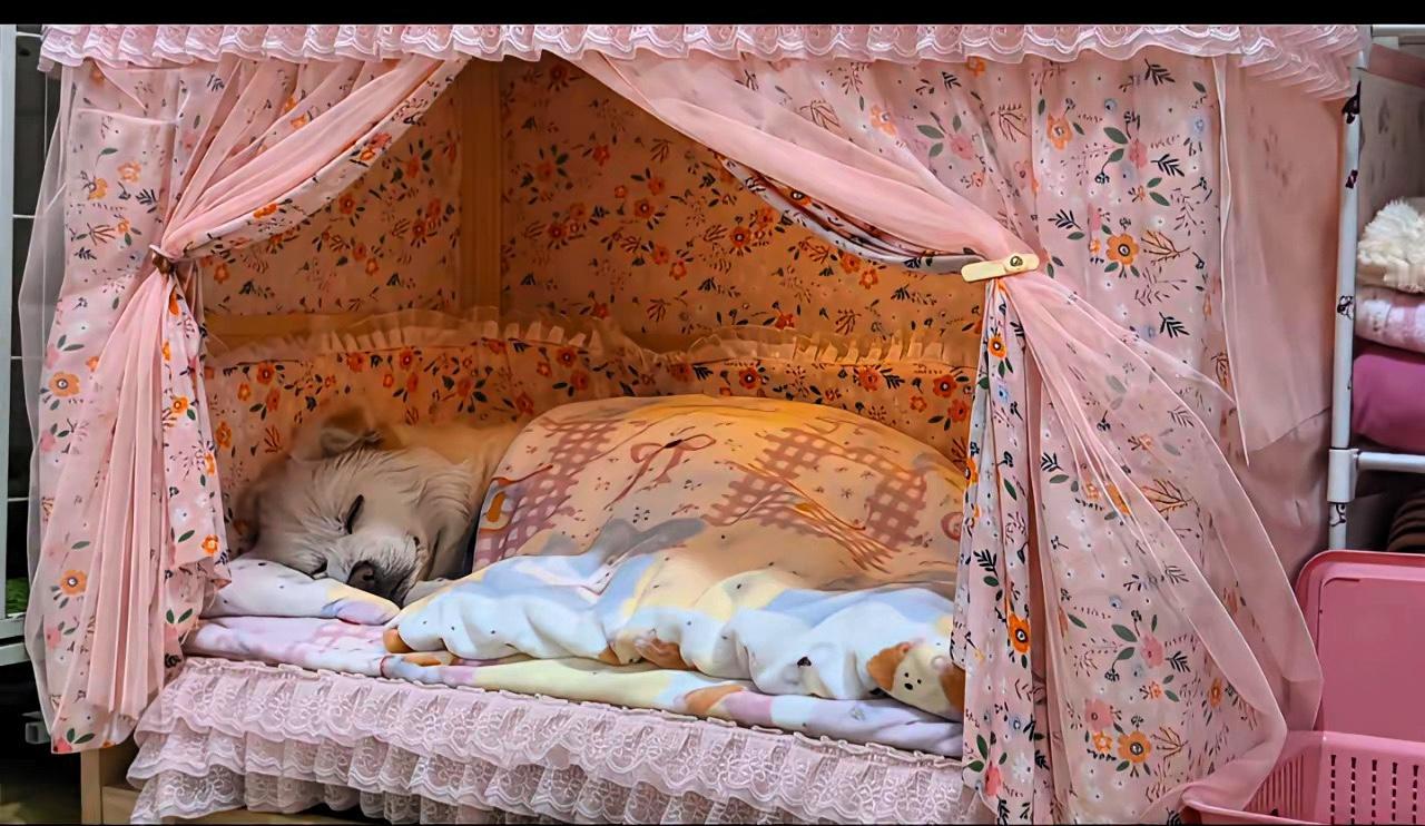 这只“狗公主”的床，扎了多少人的心？

刷到这只裹着软被、睡在蕾丝公主帐里的小狗