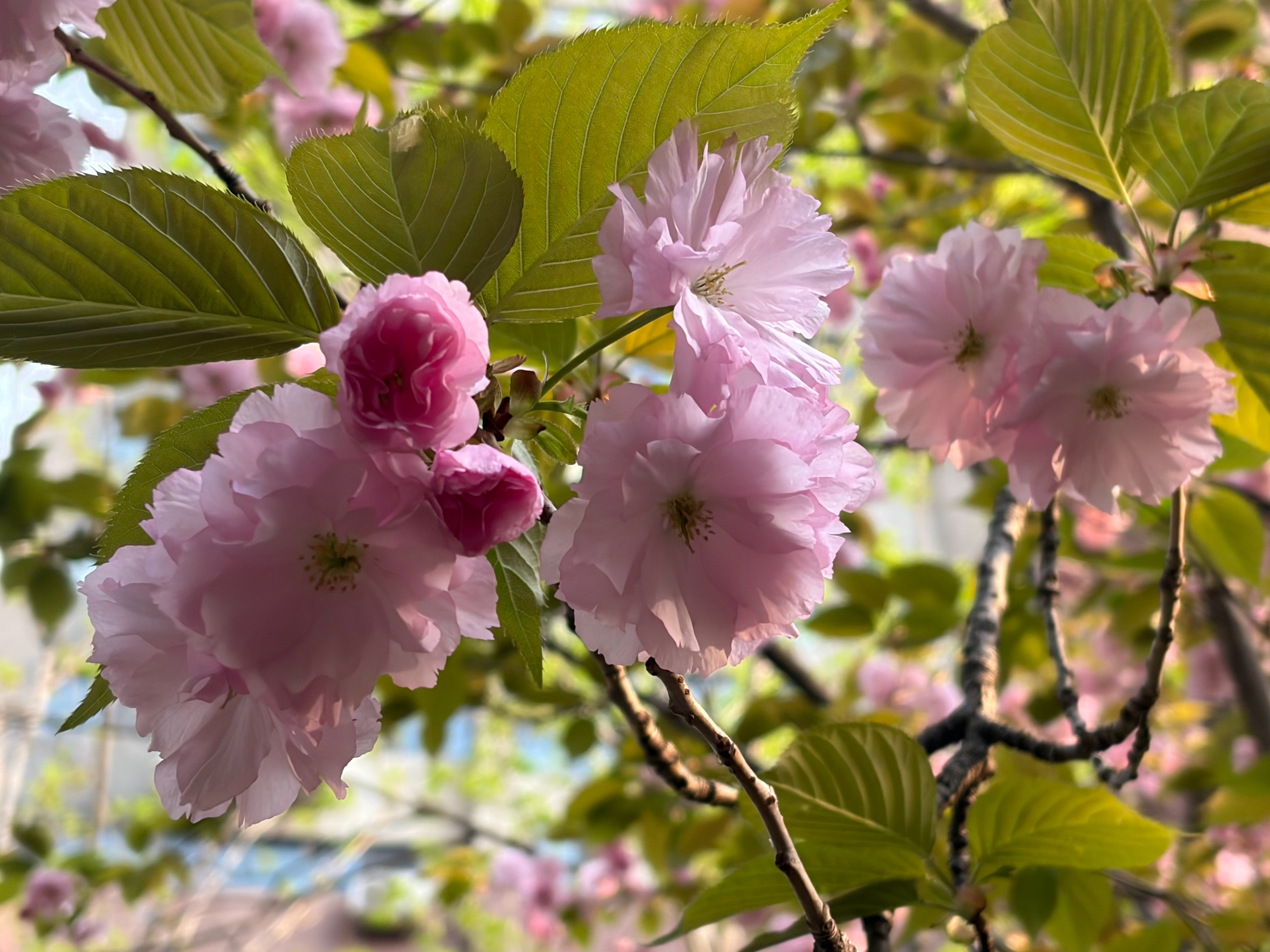 从房间里走出去 站在春天中间清明节 🌱 踏青寻春色