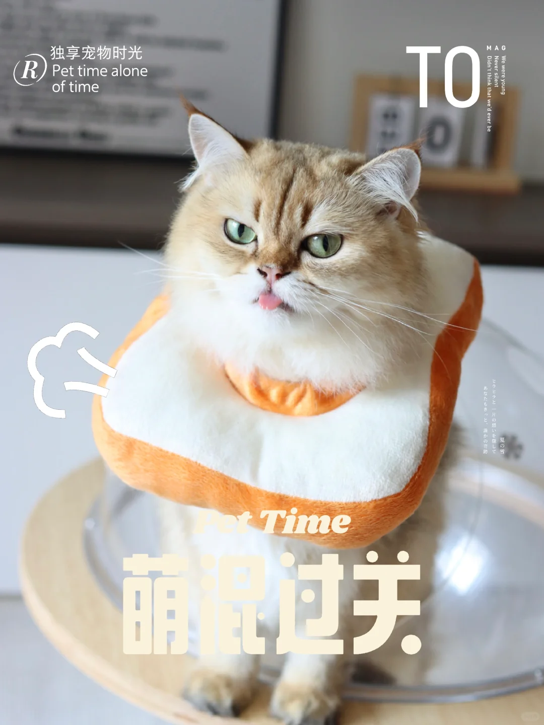 猫咪卖萌