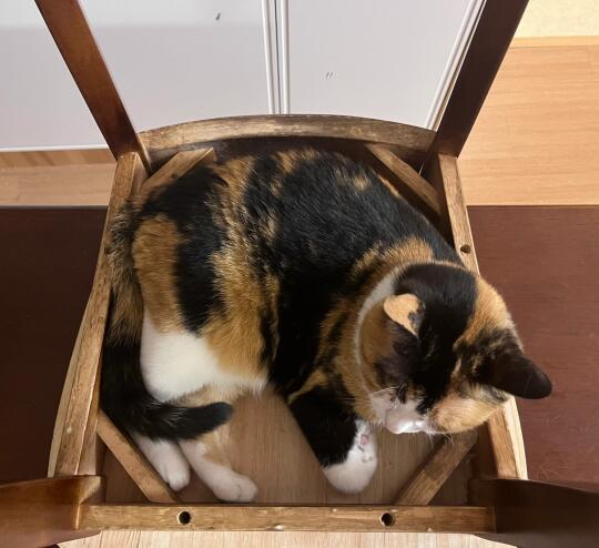 猫：一种有方形就会坐下的规则怪谈类生物