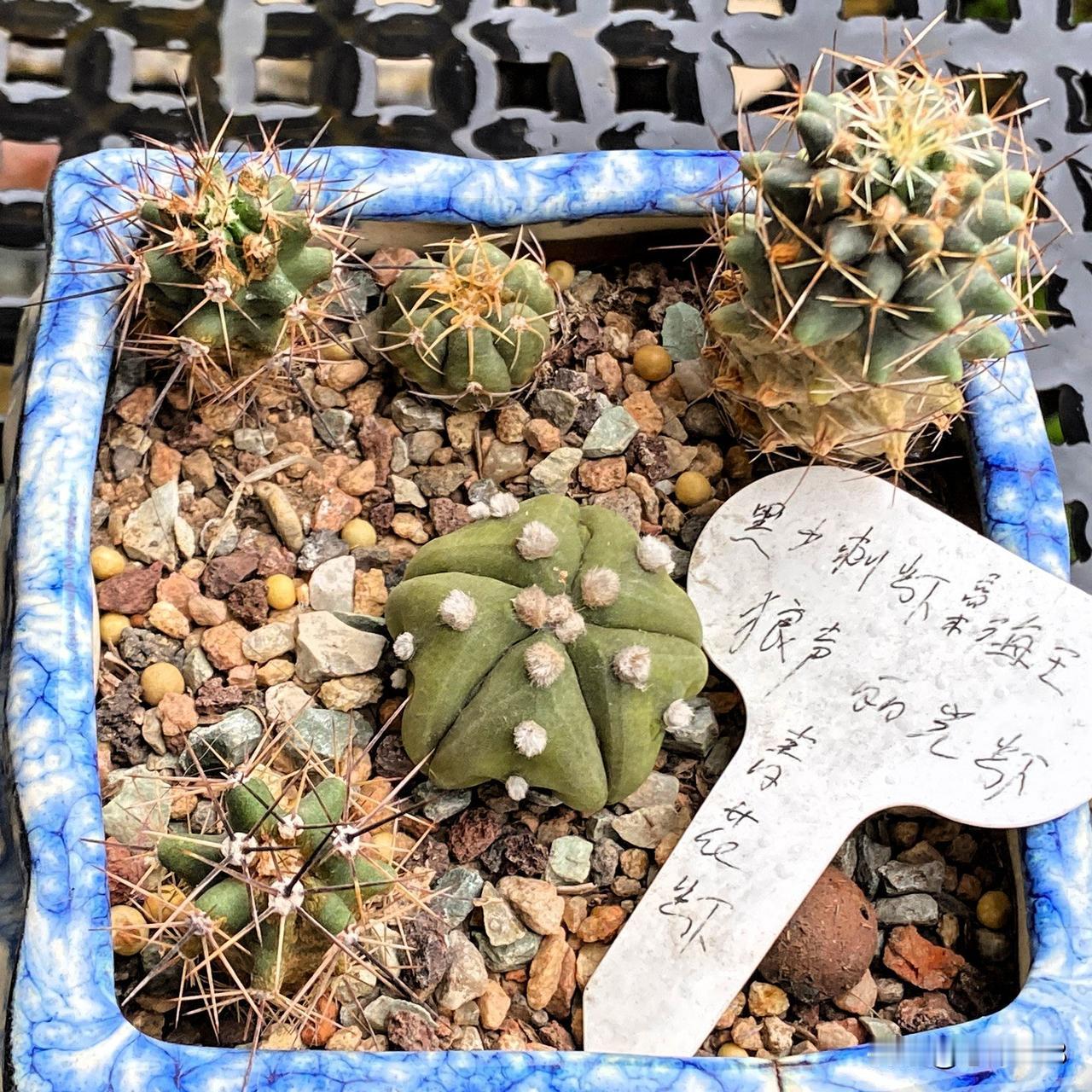 早上起来，整理一下花架，发现了一盆3年前种的仙人球小仔，因为品种实生球长大慢，价