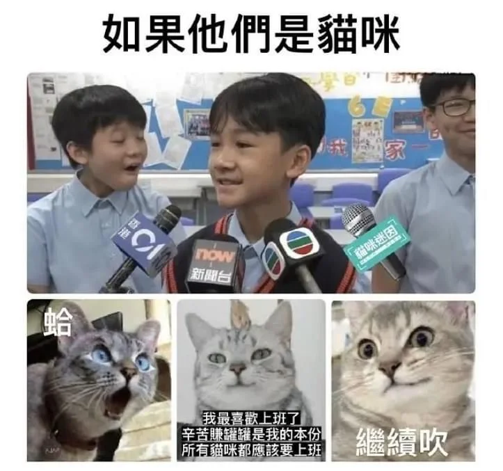 如果他们是猫咪