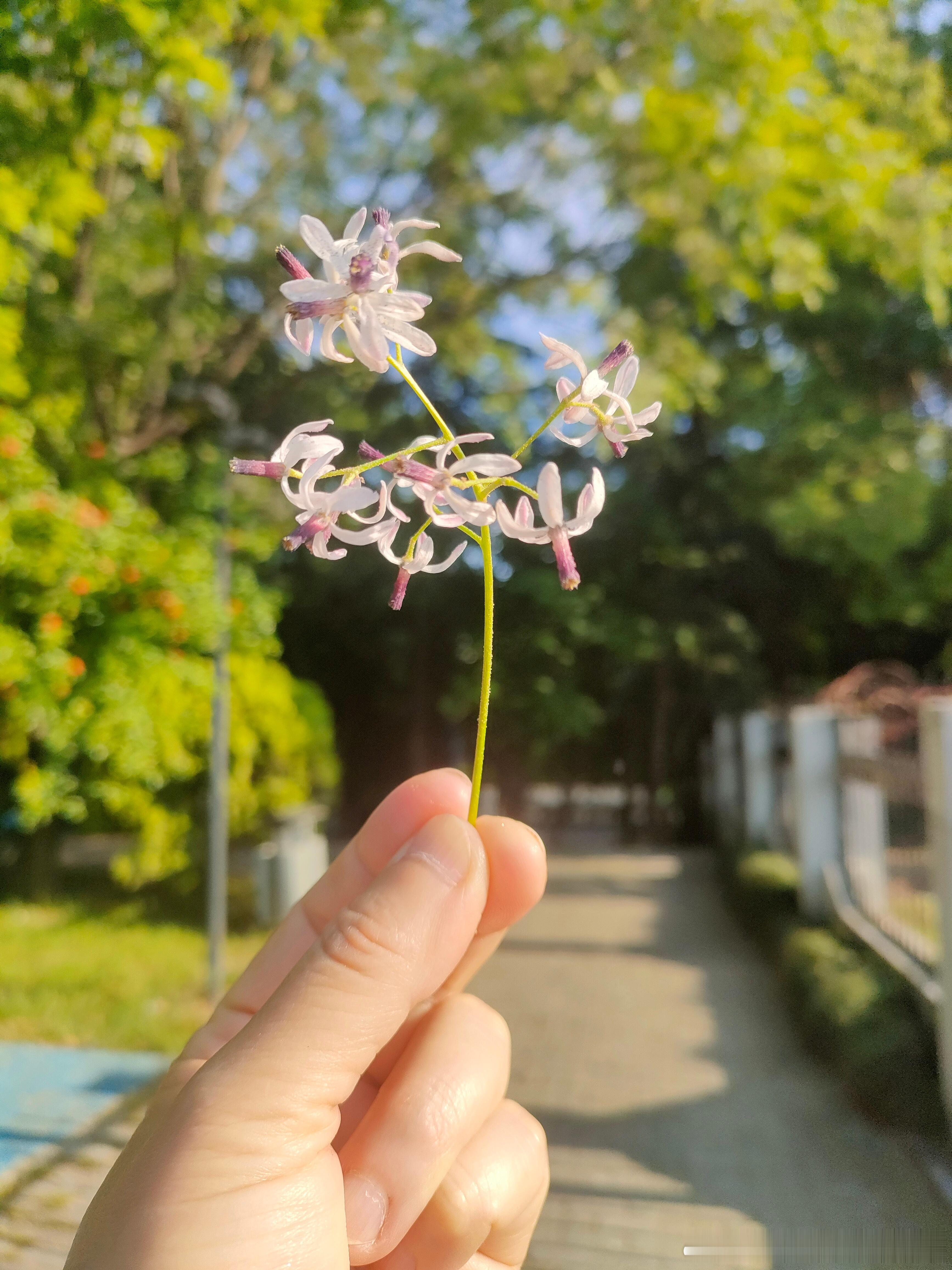 #国医的精诚力量##绿化带马路边的中草药##肥猫的独家绝技实践教学# 昨天拍的，