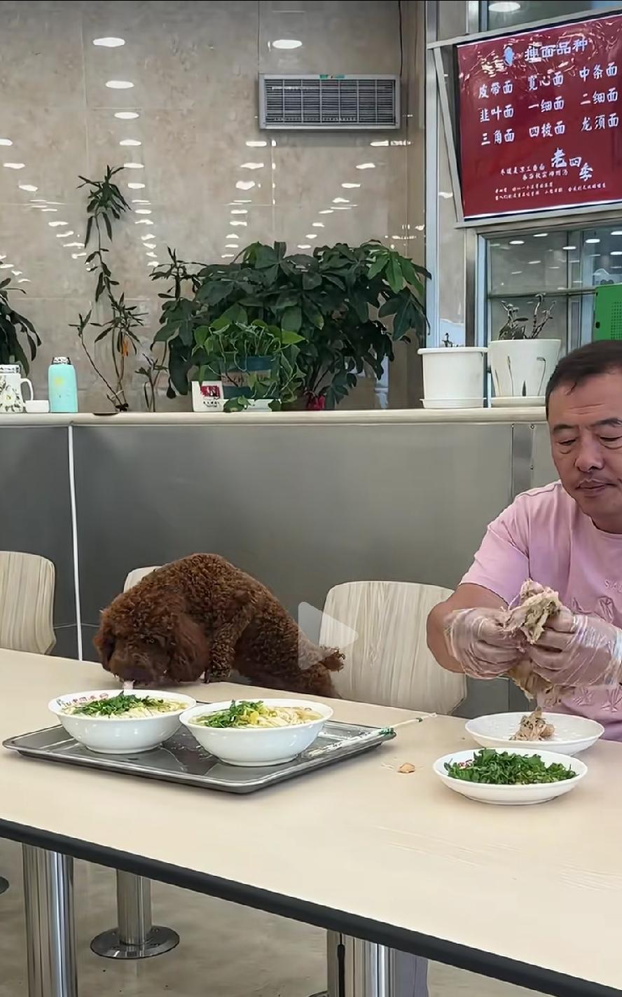 爱狗的方式有很多，没必要用让狗上桌吃饭证明自己对狗多好、多爱，你可以把狗当朋友、