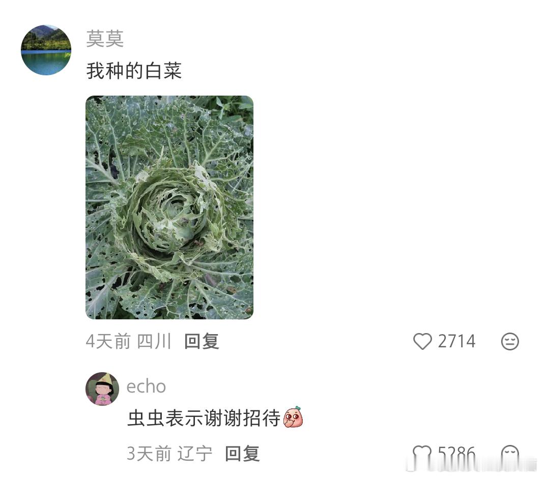 辛苦种了几个月的番茄就这么大 