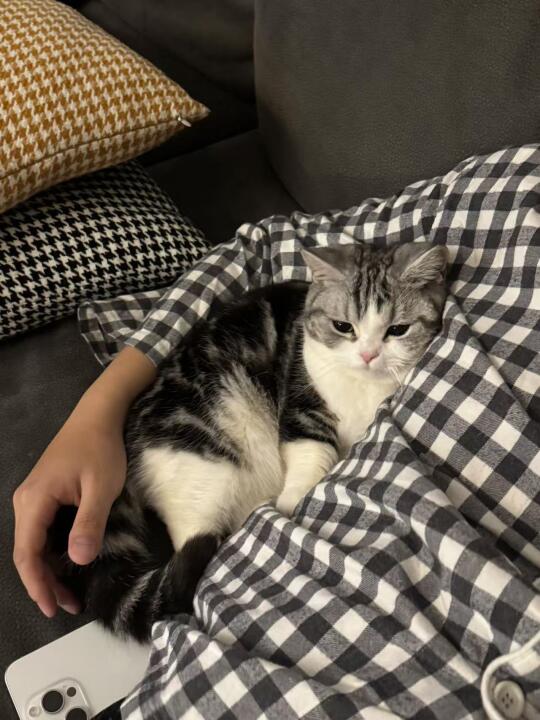 陪着睡觉的小猪