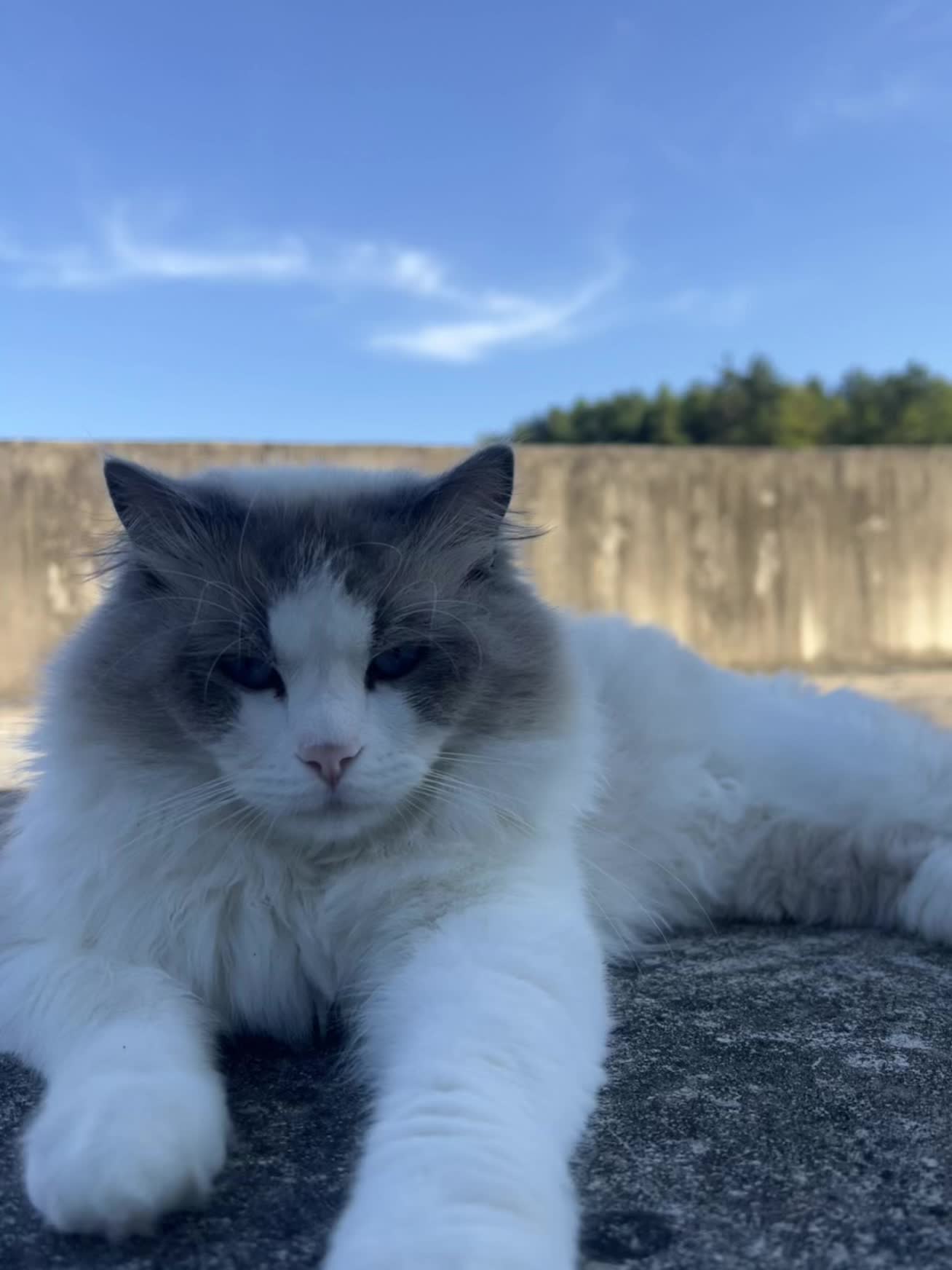 小猫是平淡生活的解药