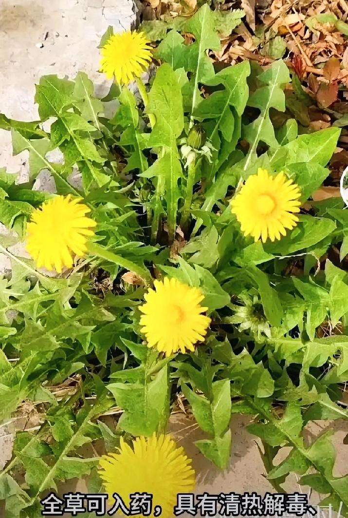 蒲公英对人体的贡献，很多人不知道
 
路边常见的蒲公英，是药食同源的“天然养生草