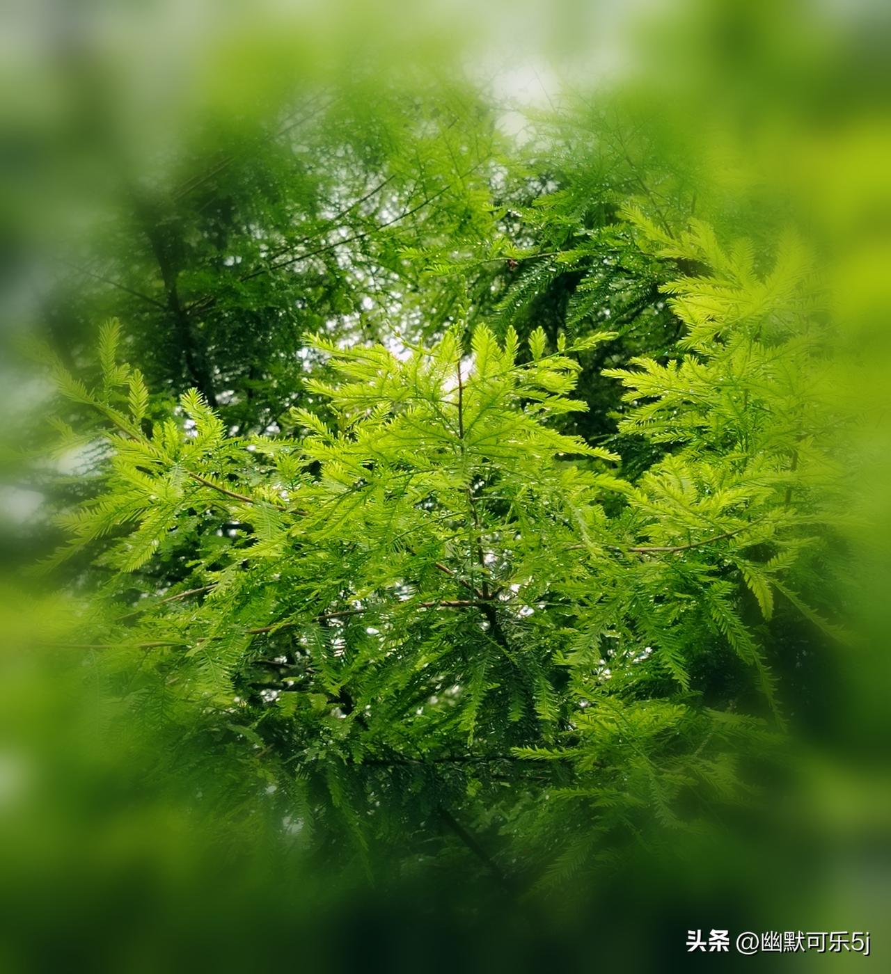 发一张你相册最绿的图片