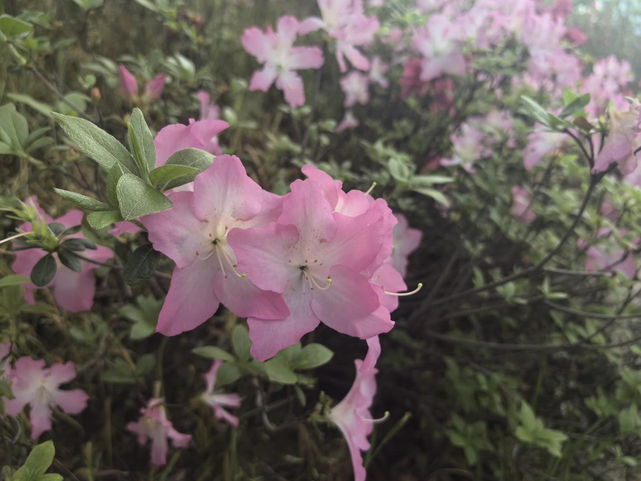 多彩杜鹃（一）