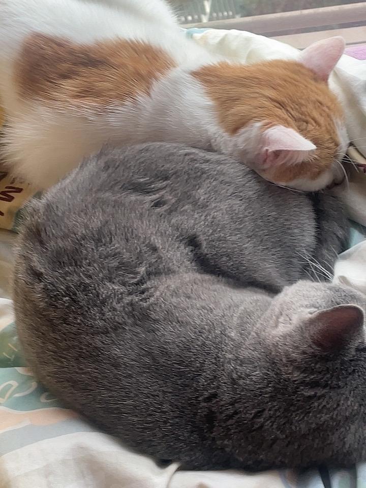 早上起床一看大雾，能见度挺低的

8:00起床，然后吃了两碗南瓜粥，一个豆沙包，