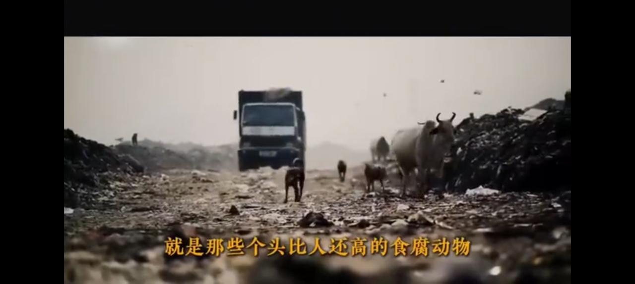 印度目前估算约有8亿吨垃圾，可他的年处理能力只有3000万吨。
也就是说25年才