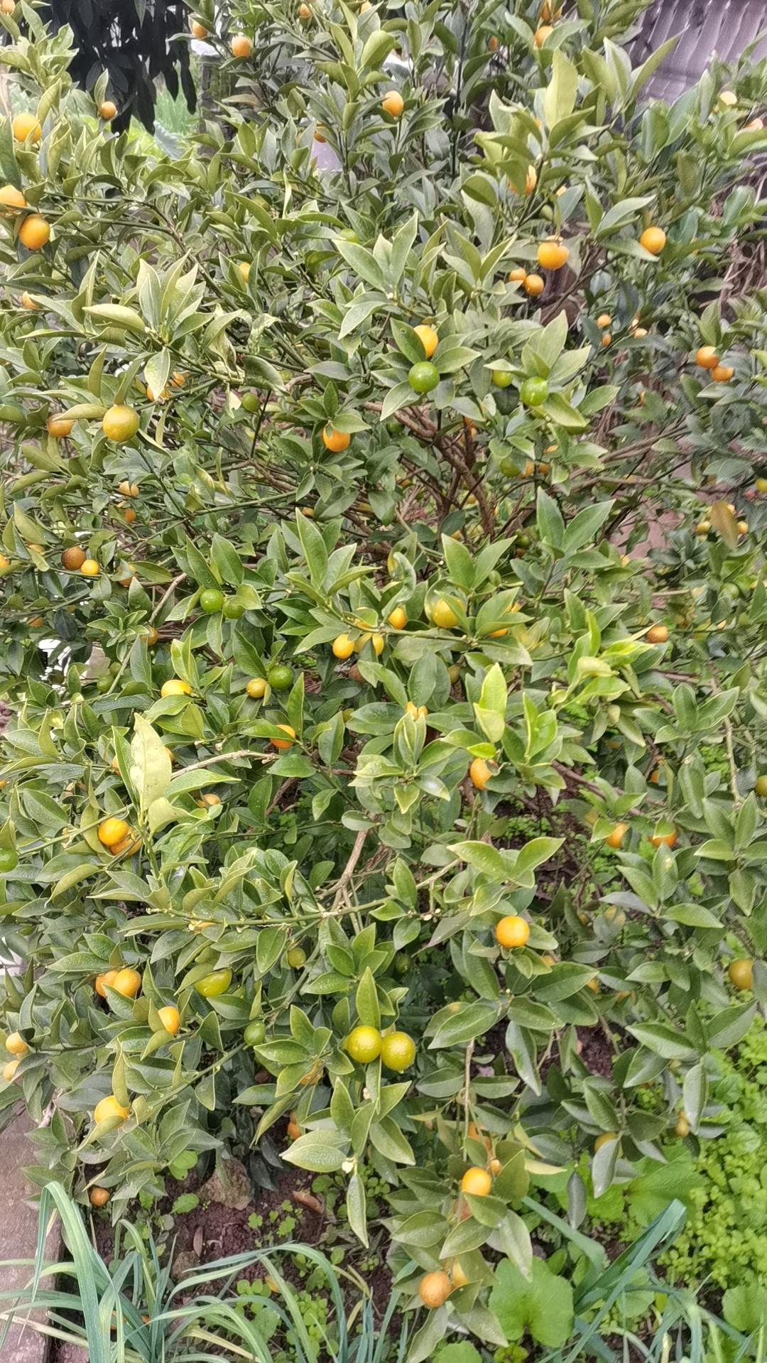 上海一对情侣恋爱时男方说“我养你”，分手后女方以此为证，拒绝返还40余万元！测谎