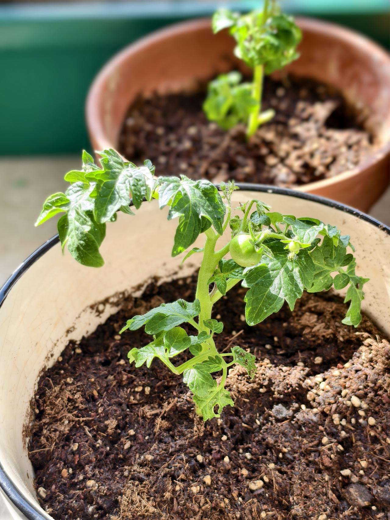 喜欢种菜的人都是有农村情结的人，小时候的成长经历，历历在目。现在退休了终于有时间
