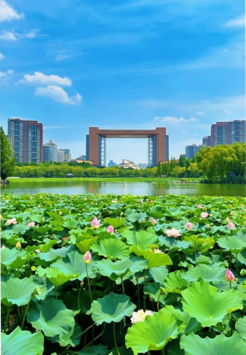 坐标·临沂·五洲湖·夏荷盛开，等你共赏！