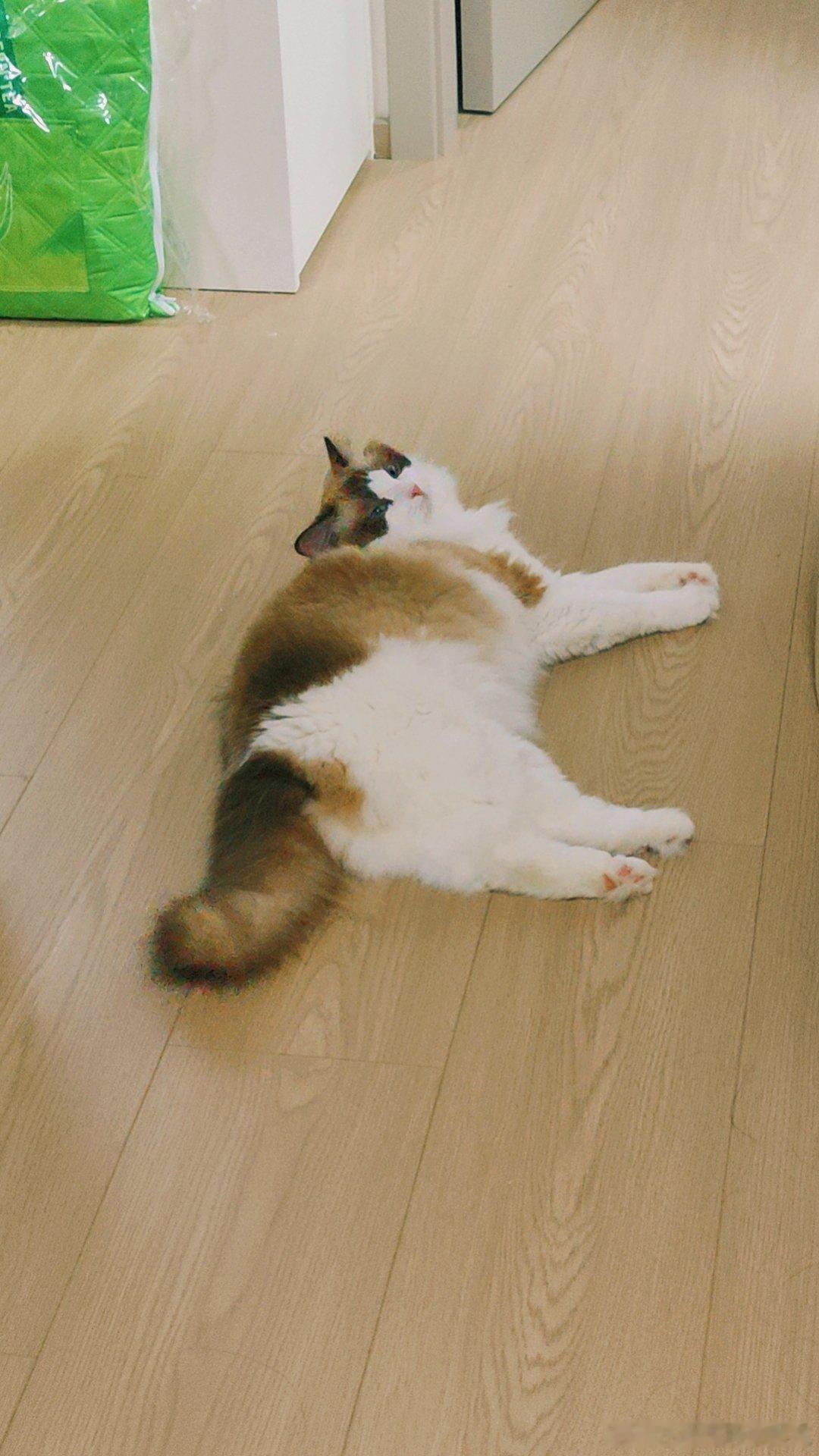 生活手记 这凑猫！！！！抓出来以后就是一顿嚎啕大哭事情是这样的某舞回家，找不到猫