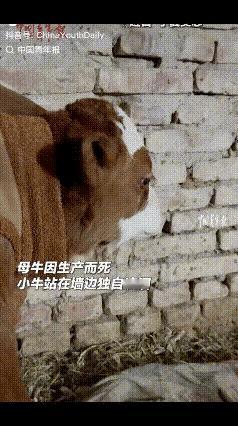 泪目了！宁夏吴忠，刚出生3天的小牛在吃完奶后突然走到墙边，呆呆的站着，主人走近一