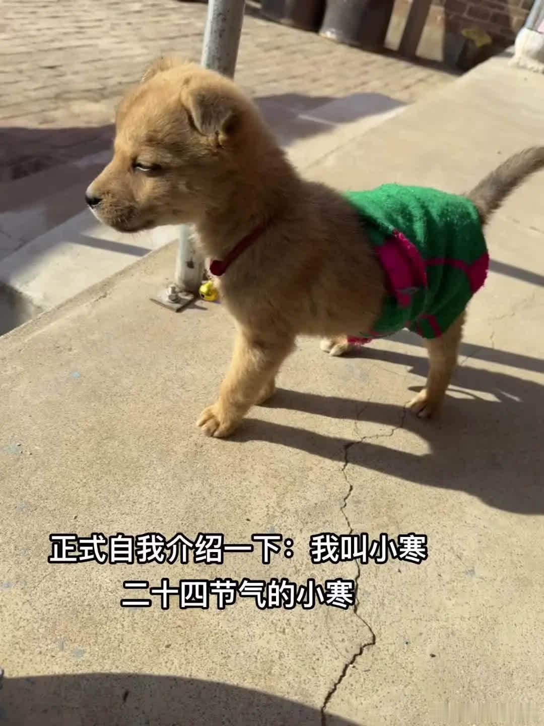 “正式自我介绍一下：我叫小寒”萌宠宠物