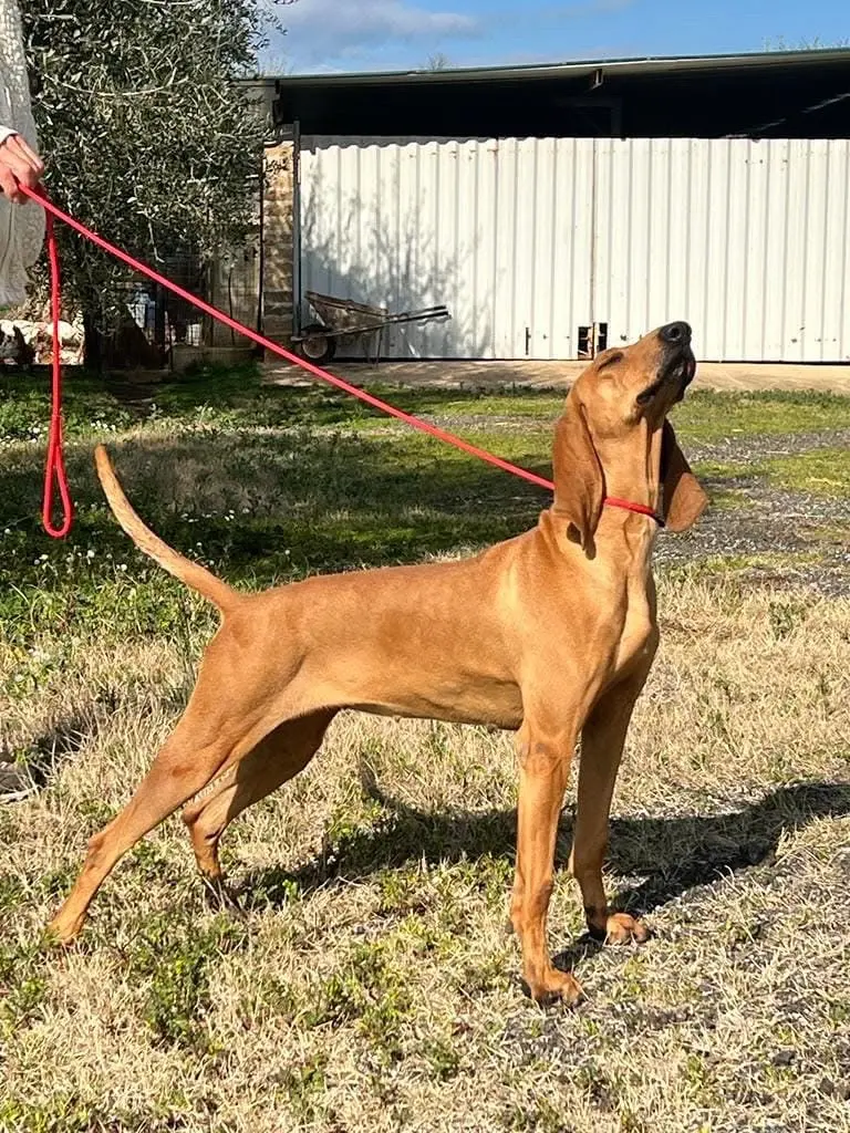 意大利猎犬