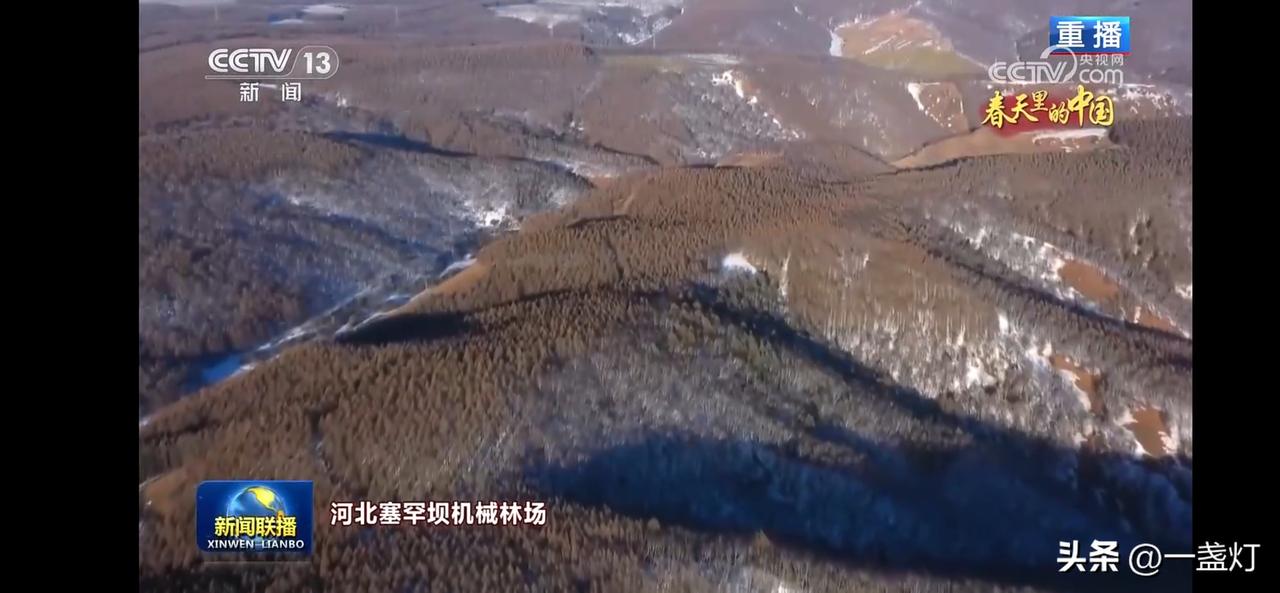 森林及红树林绿意盎然