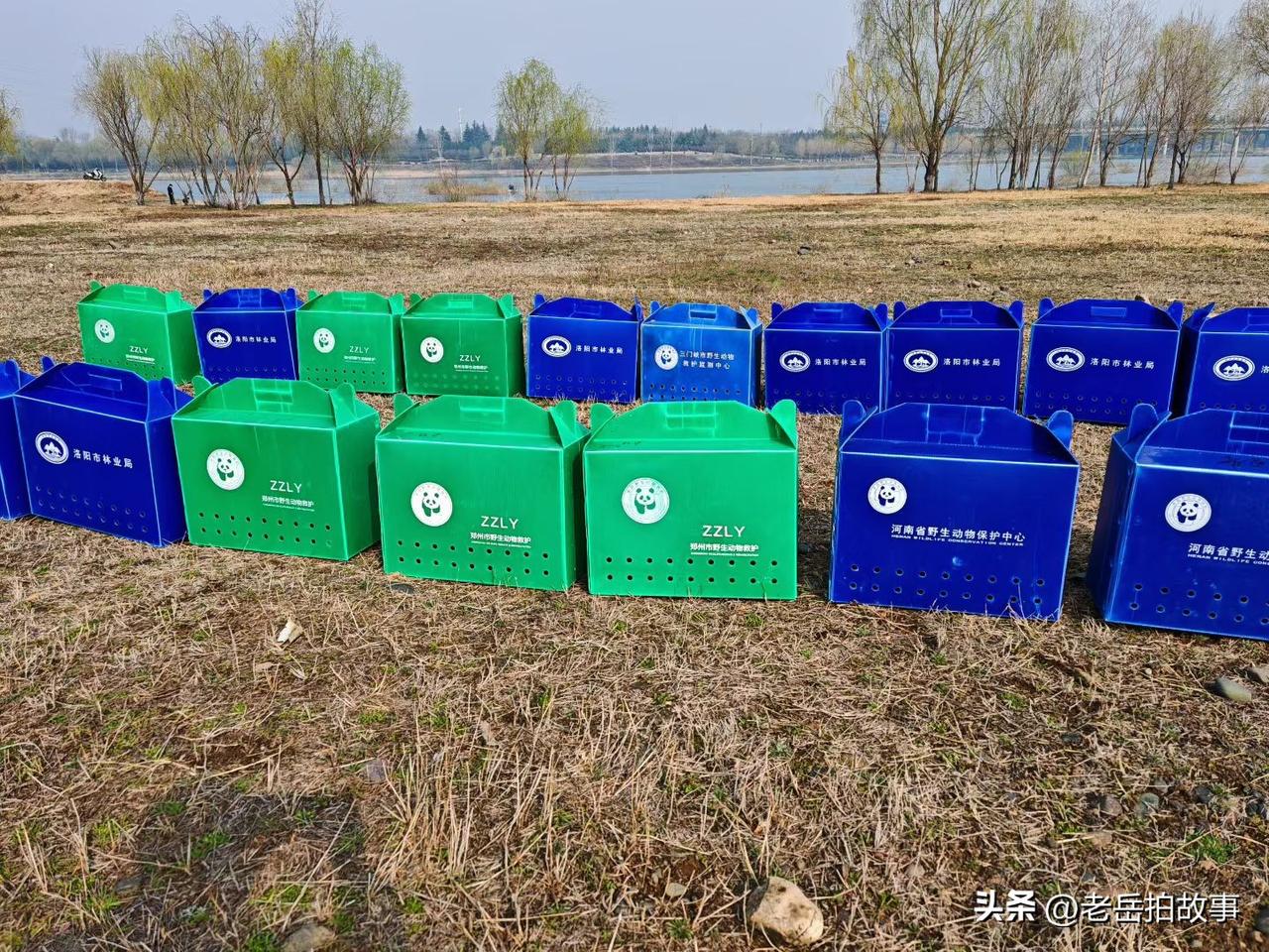 2026年3月3日，郑州市林业局野生动物救护站配合河南省野生动物保护中心在洛阳市