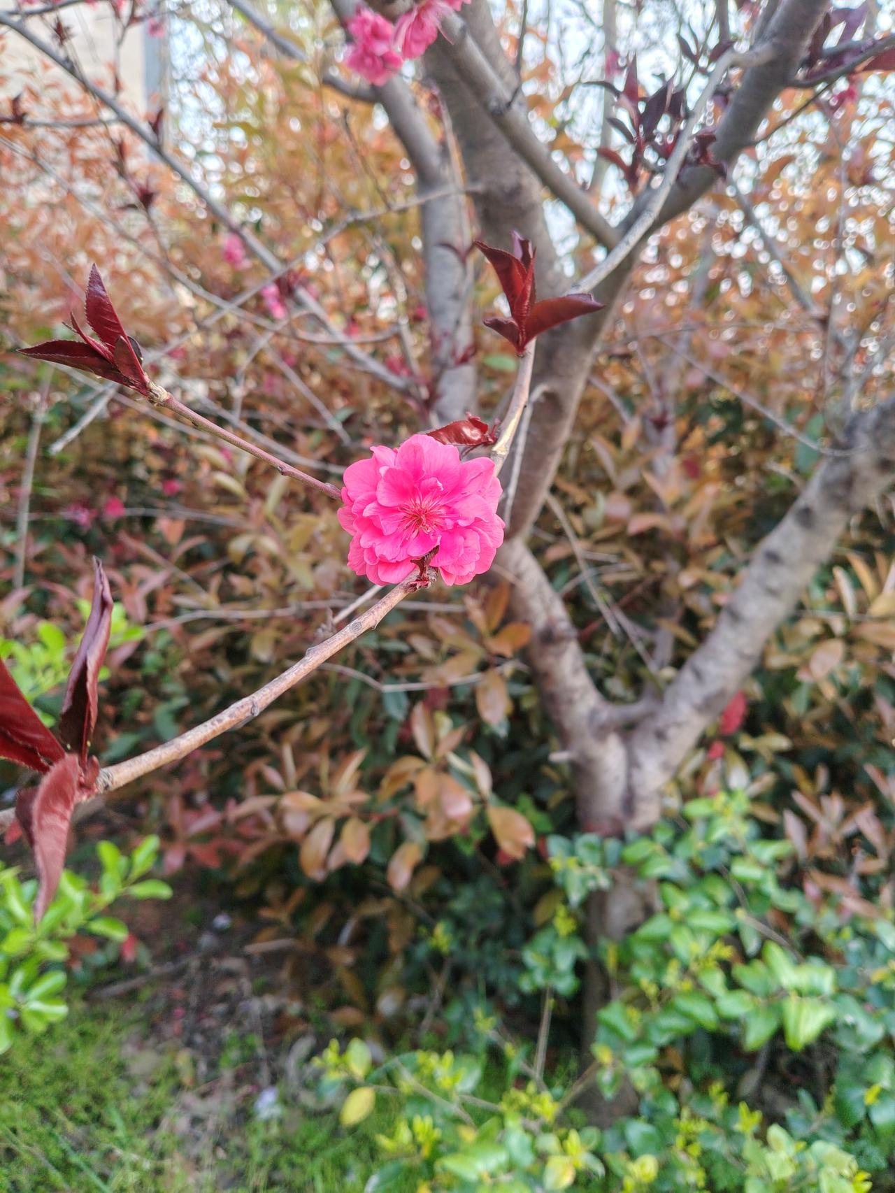 这朵开在枝头的花，看着不起眼，却用尽全力把颜色开到最艳。它不管周围的树长得多高、