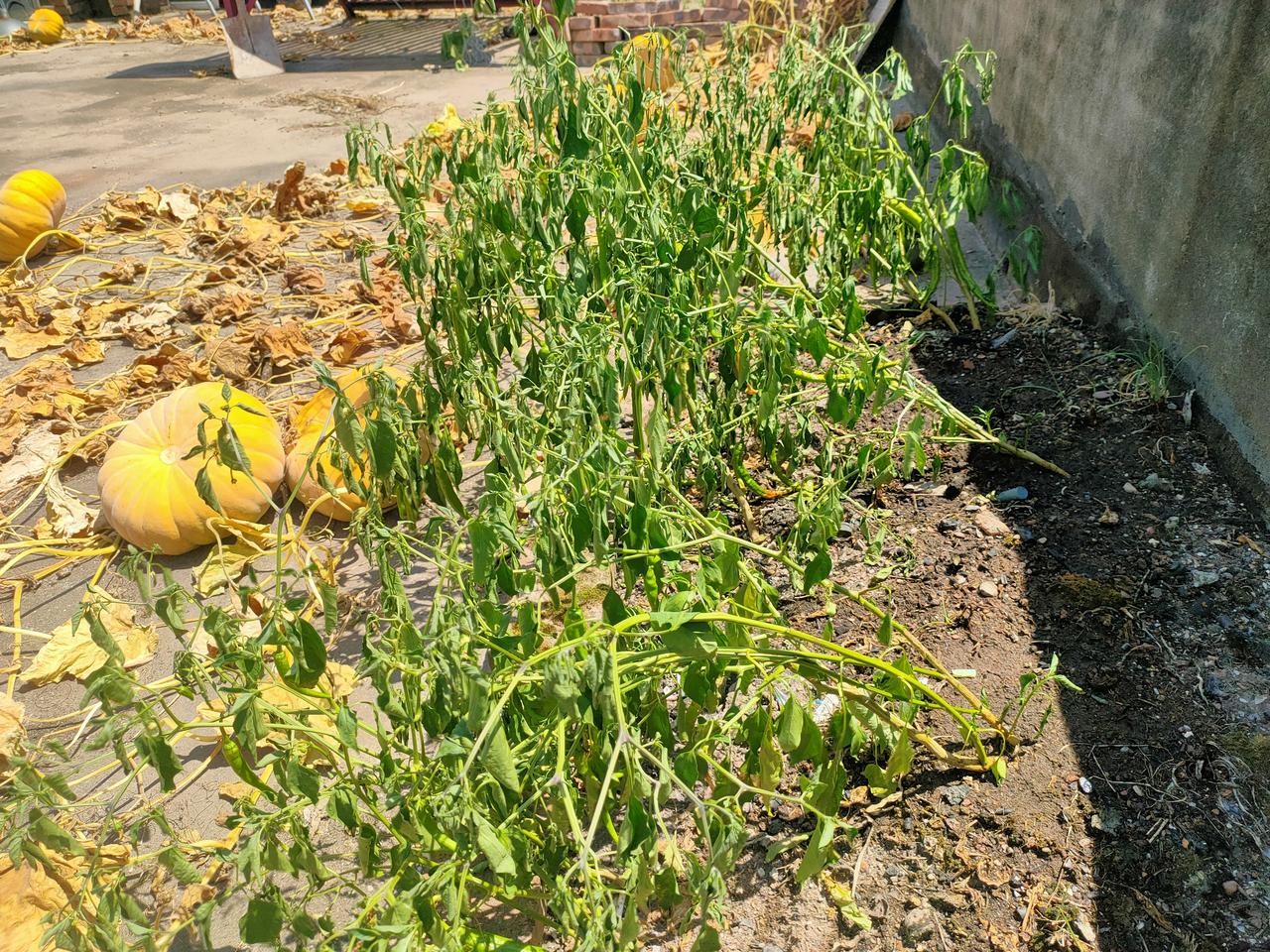 最近天气出现高温干旱，雨水也较少。门前屋后的花园里、菜园里，种植的庄稼，在强烈的