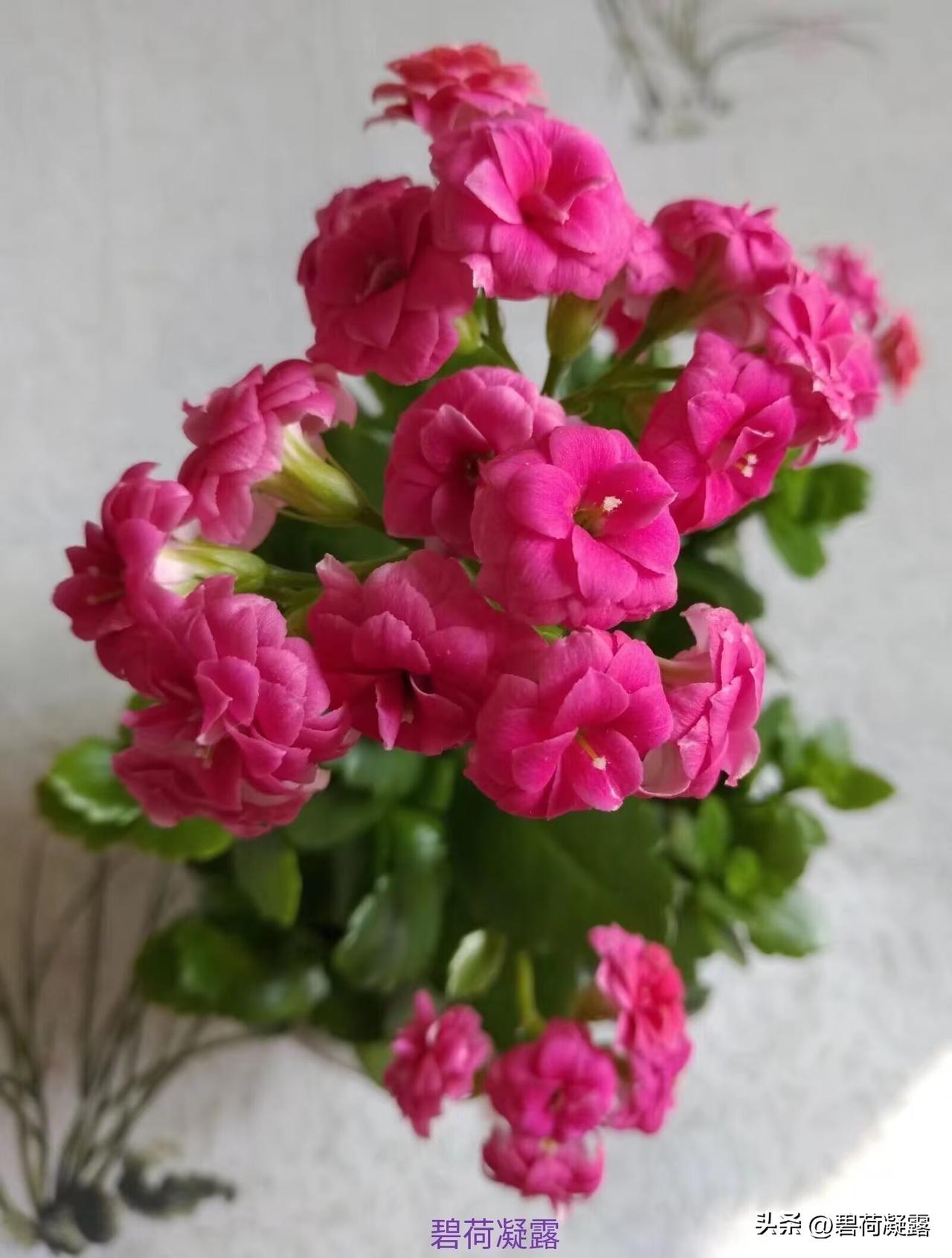 很喜欢长寿花，它在寒冬中盛开，为寒冷的冬日增添了一抹温暖的色彩，含笑迎春来。它的