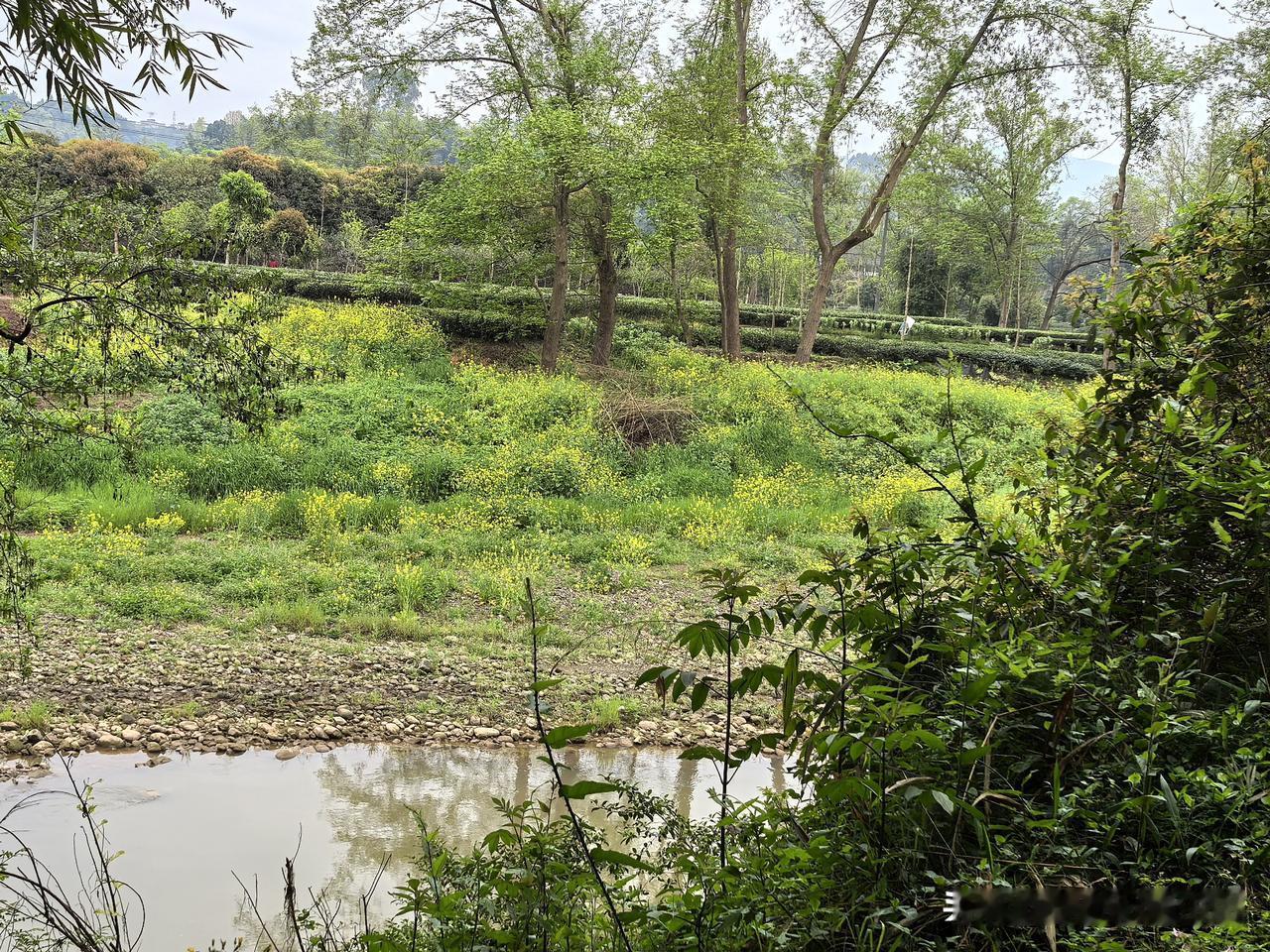 我妈昨天中午打电话说晚上要回来，接小丫头的时候我对她说:“妈妈有一个好消息要告诉
