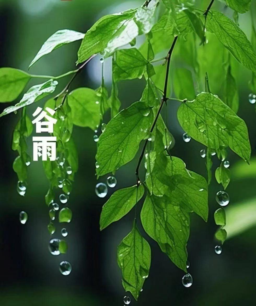 雨生百谷，万物逢时。
谷雨，是春天的最后一个节气，愿你我都能跟上春天的脚步，拥抱