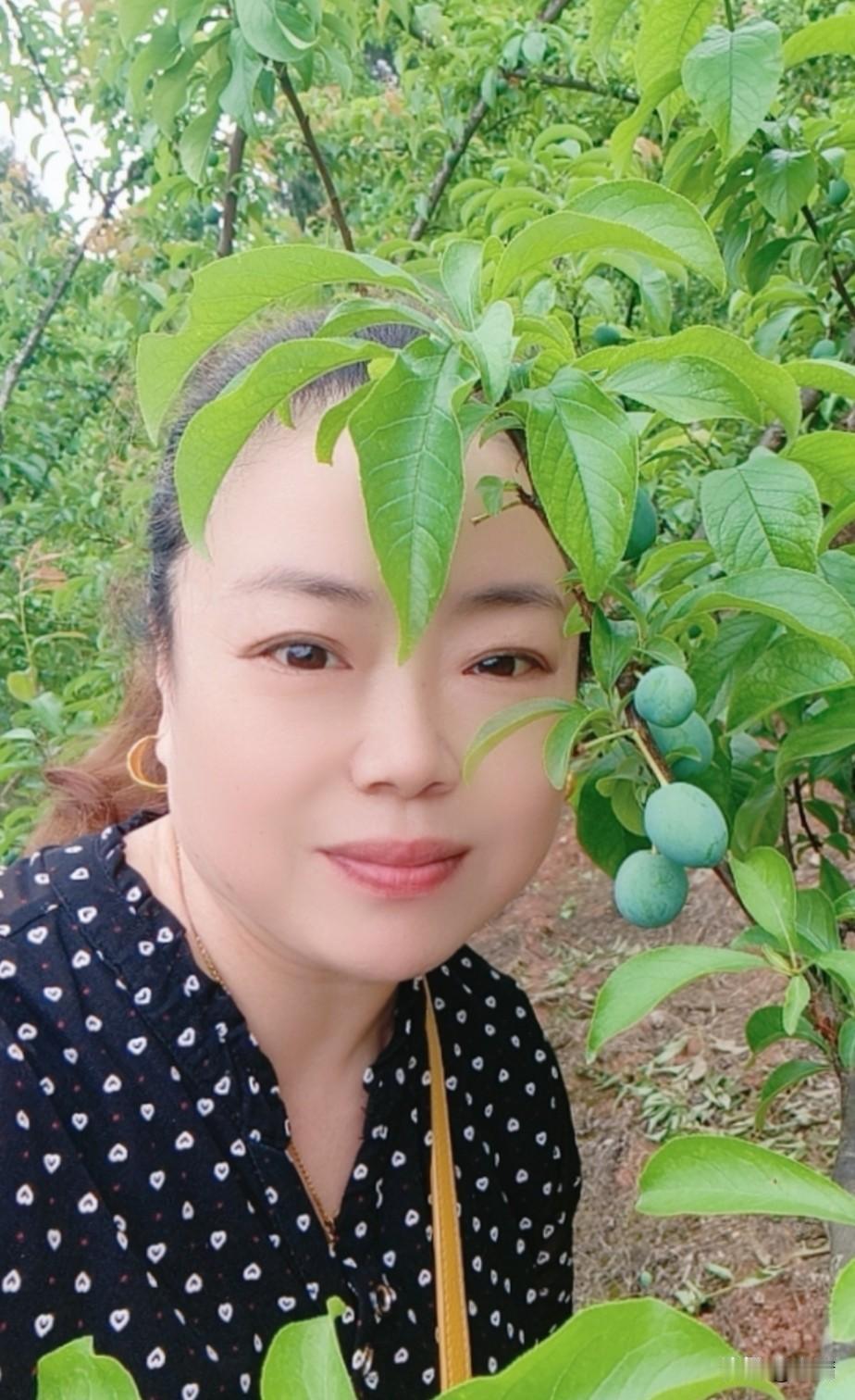 来家乡的李子园呼吸新鲜空气！看着满枝满条的李子，好期待五月的那一口脆甜！这是那有