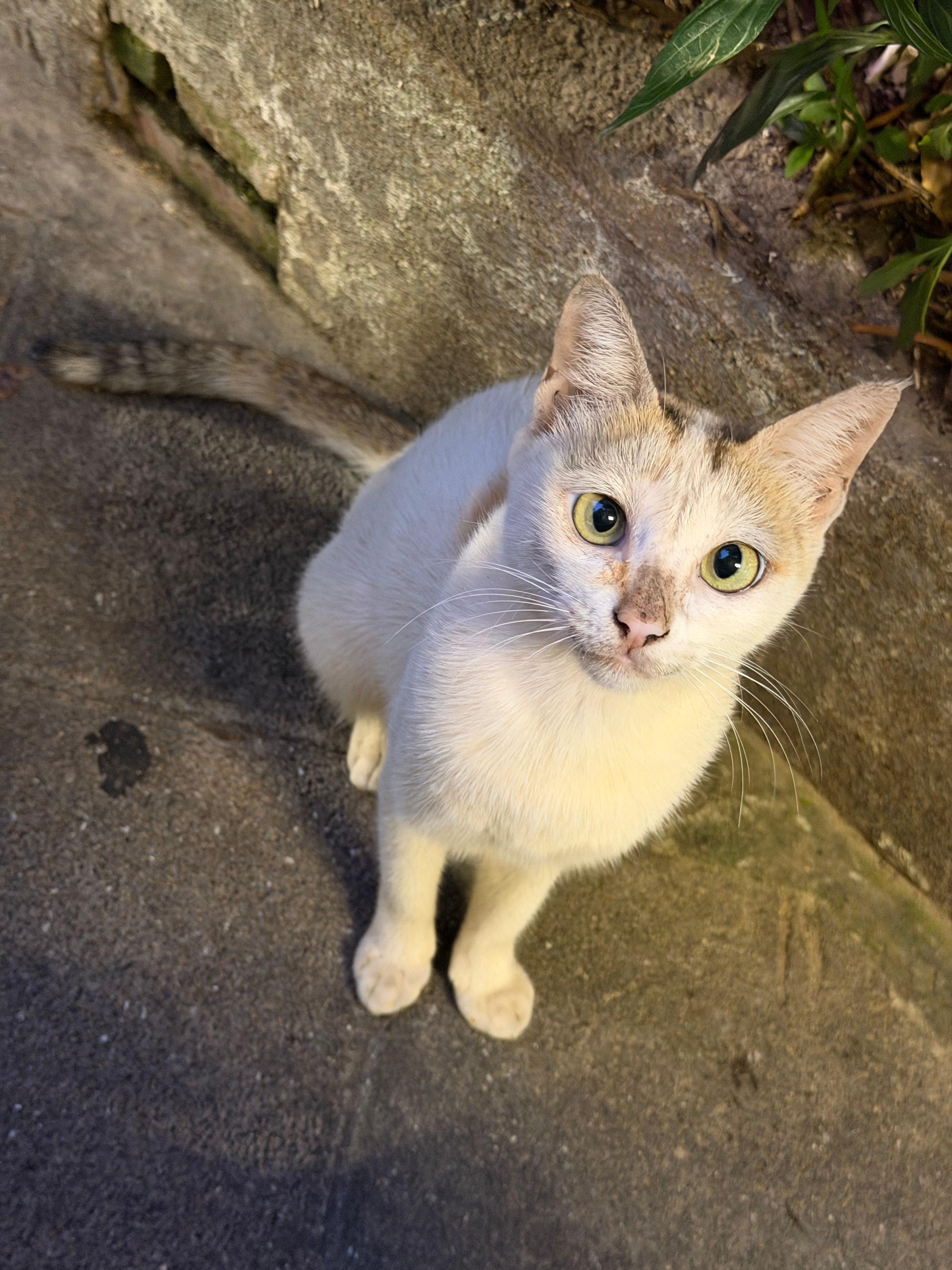 好睿智的小🐱宝宝 ​​​