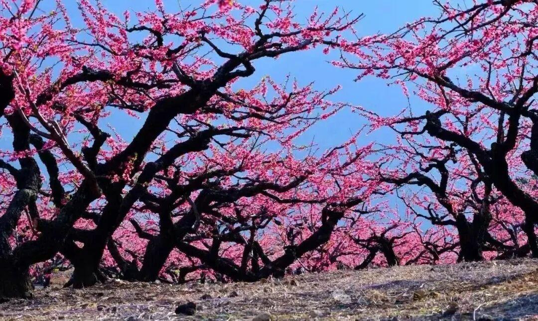 今日分享随手拍照片平谷桃花林最美的风景