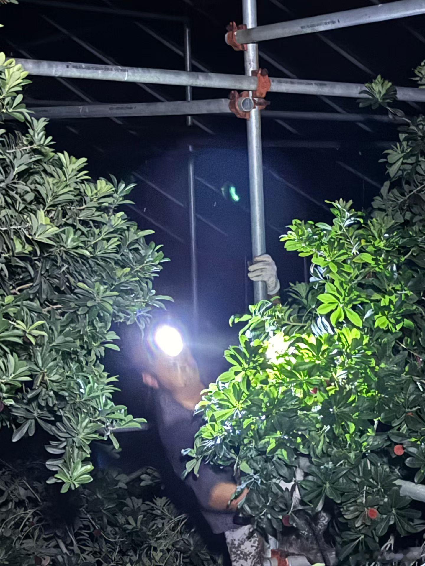浙江有的是好杨梅 起早打理果园、采摘分拣，浙江梅农顶着闷热忙活一整天，只为把新鲜