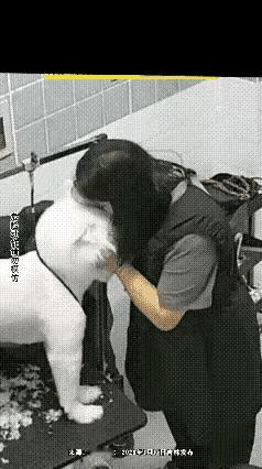 美女太喜欢这
洁白又漂亮的狗
逗了几下后
她们接舔上
一会狗子
汪汪叫了一声
女