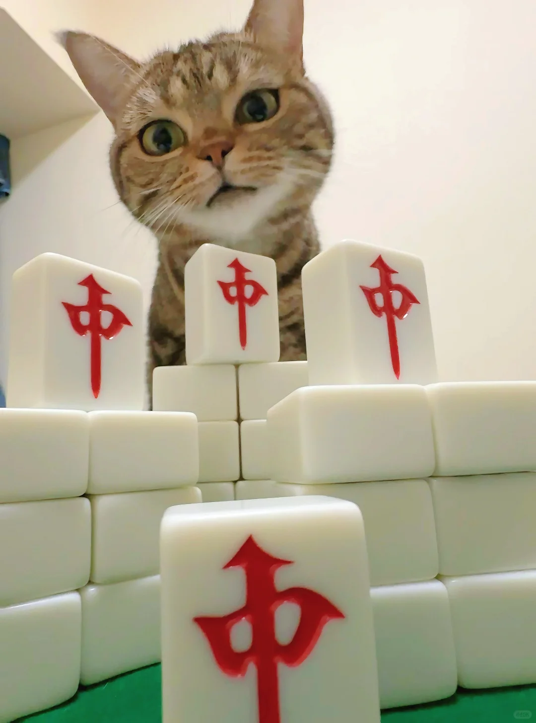 好运小猫壁纸来咯